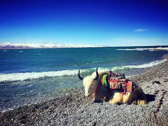 为什么大家都希望去西藏旅行