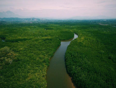 马来西亚有没有热带雨林