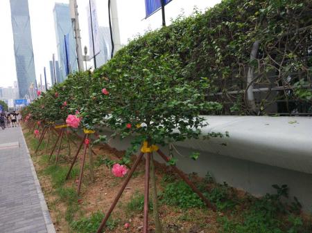 深圳自驾游去哪里好玩 深圳自驾游旅游攻略