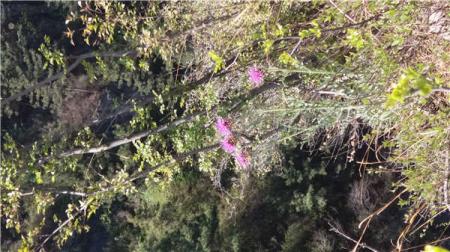 兔耳山风景区好玩吗 兔耳山自助游攻略