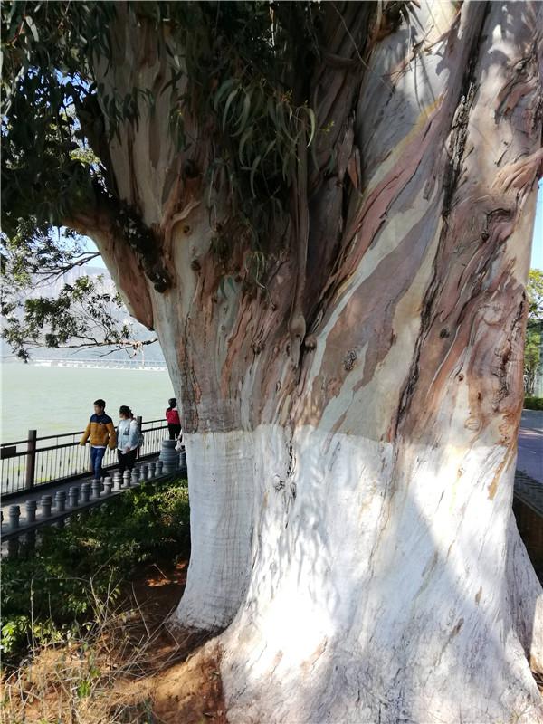 昆明自驾游攻略 昆明自由行旅游最佳线路