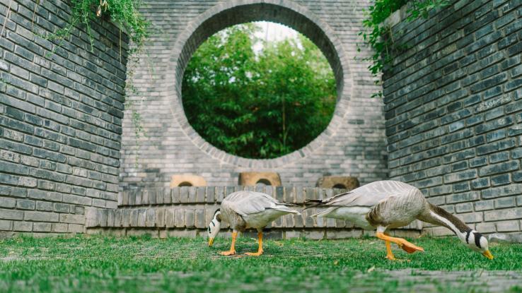 北京798佩斯空间 花舞森林与未来游乐园摄影照片