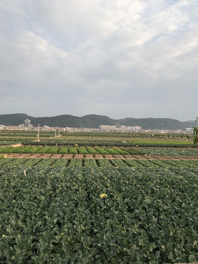 杞麓湖国家湿地公园自助旅游攻略