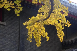 北京大学为什么被称为是燕园 北京大学有哪些景点 北京大学必去景点有哪些