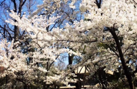 北京大学为什么被称为是燕园 北京大学有哪些景点 北京大学必去景点有哪些