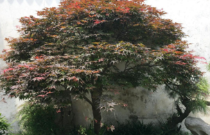 苏州园林主要的著名的有哪几个  苏州园林在哪里 苏州园林的特点