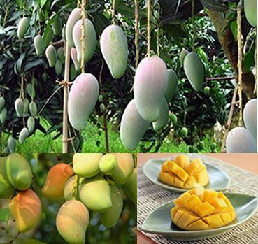 海南岛有哪些水果 海南岛主要生产什么水果 三亚特产水果有哪些 