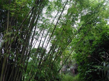 贵州旅游风景图片