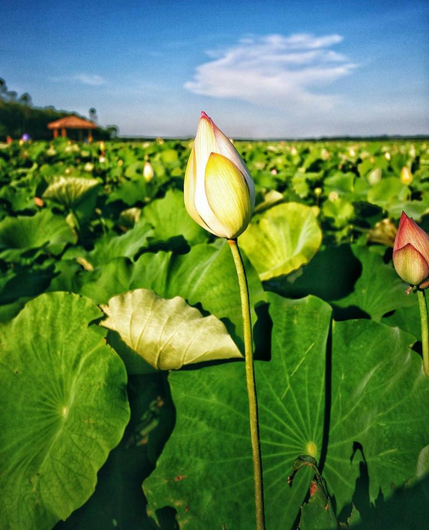 临高县有什么好玩的 临高县有哪些旅游景点