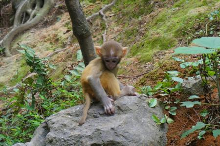 贵阳黔灵山公园好玩吗 贵阳黔灵山猴子打人吗