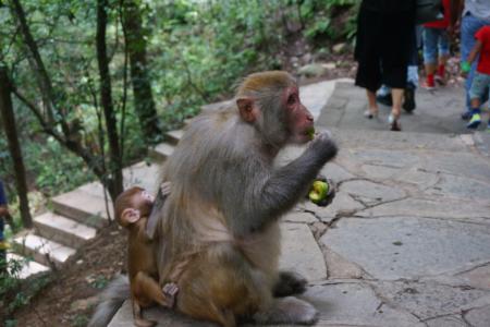 贵阳黔灵山公园好玩吗 贵阳黔灵山猴子打人吗