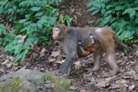 贵阳黔灵山公园好玩吗 贵阳黔灵山猴子打人吗