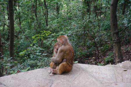 贵阳黔灵山公园好玩吗 贵阳黔灵山猴子打人吗