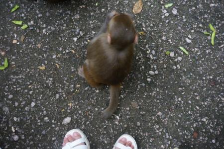 贵阳黔灵山公园好玩吗 贵阳黔灵山猴子打人吗