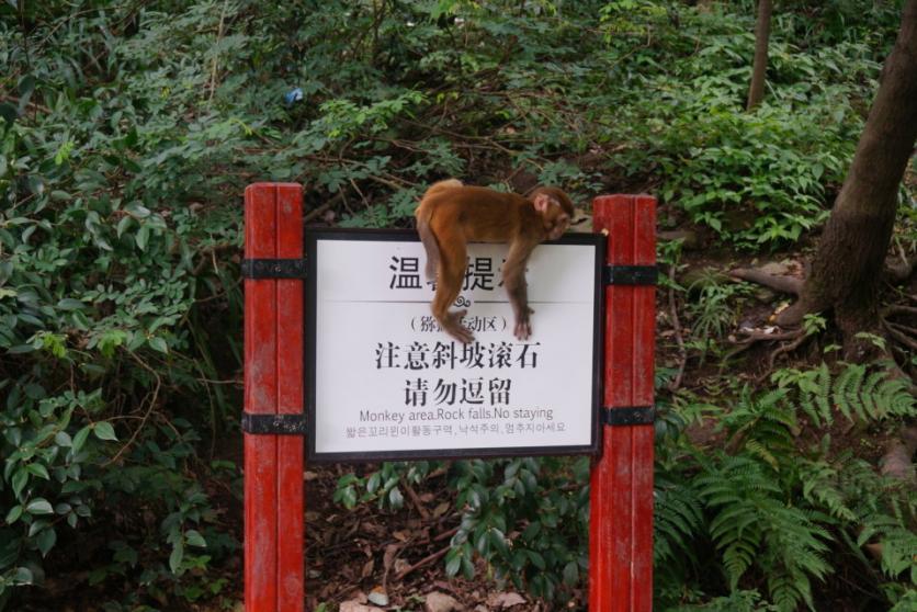 贵阳黔灵山公园好玩吗 贵阳黔灵山猴子打人吗