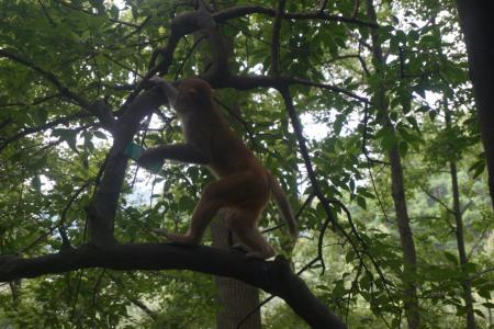 贵阳黔灵山公园好玩吗 贵阳黔灵山猴子打人吗