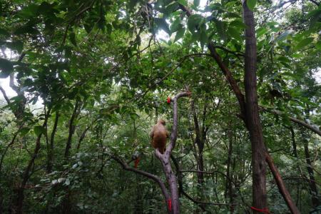 贵阳黔灵山公园好玩吗 贵阳黔灵山猴子打人吗