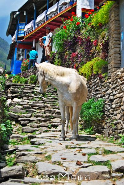 去尼泊爾旅游多少錢 尼泊爾有什么值得買的