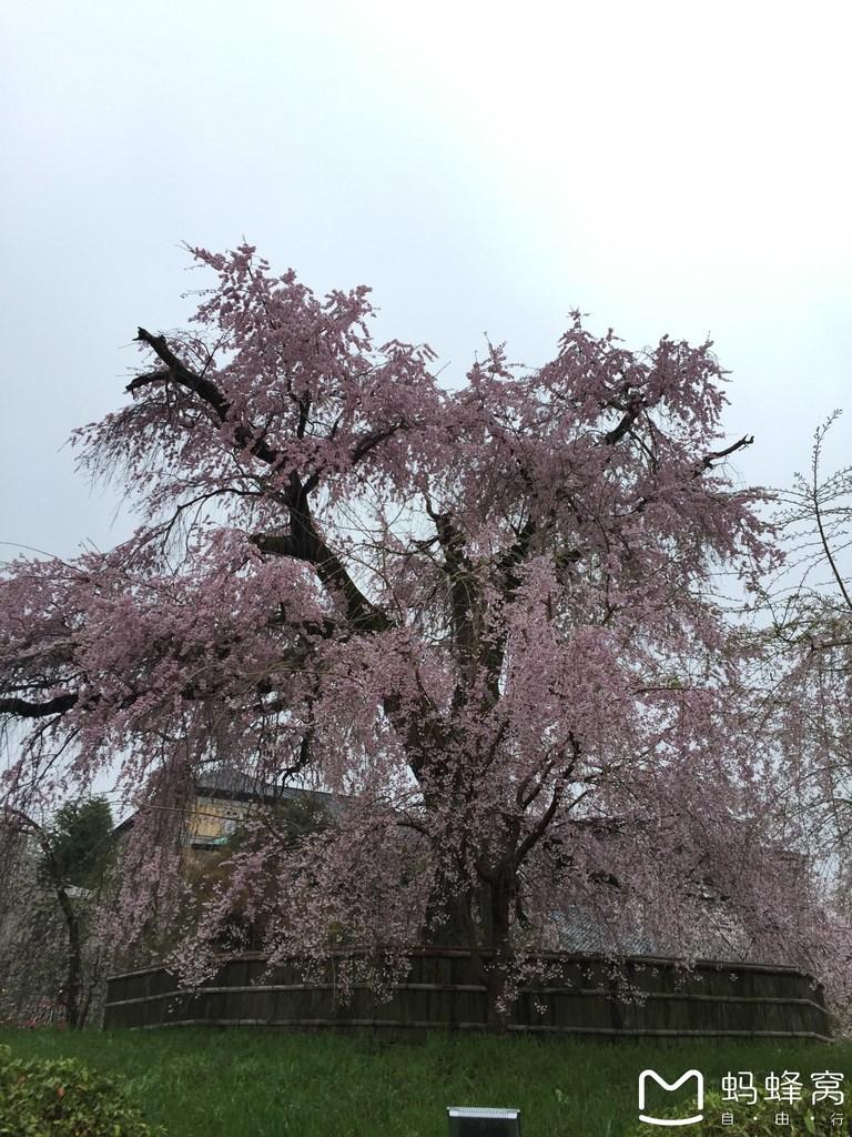 怎么從大阪到奈良 奈良大阪的櫻花開了嗎