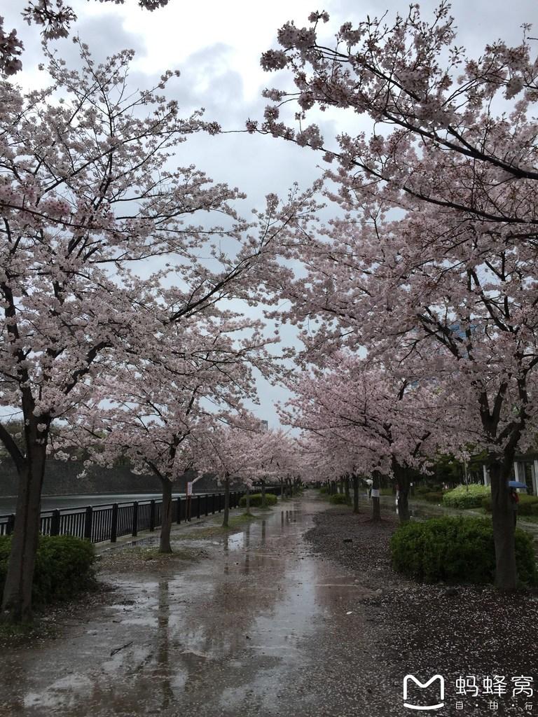 怎么从大阪到奈良 奈良大阪的樱花开了吗