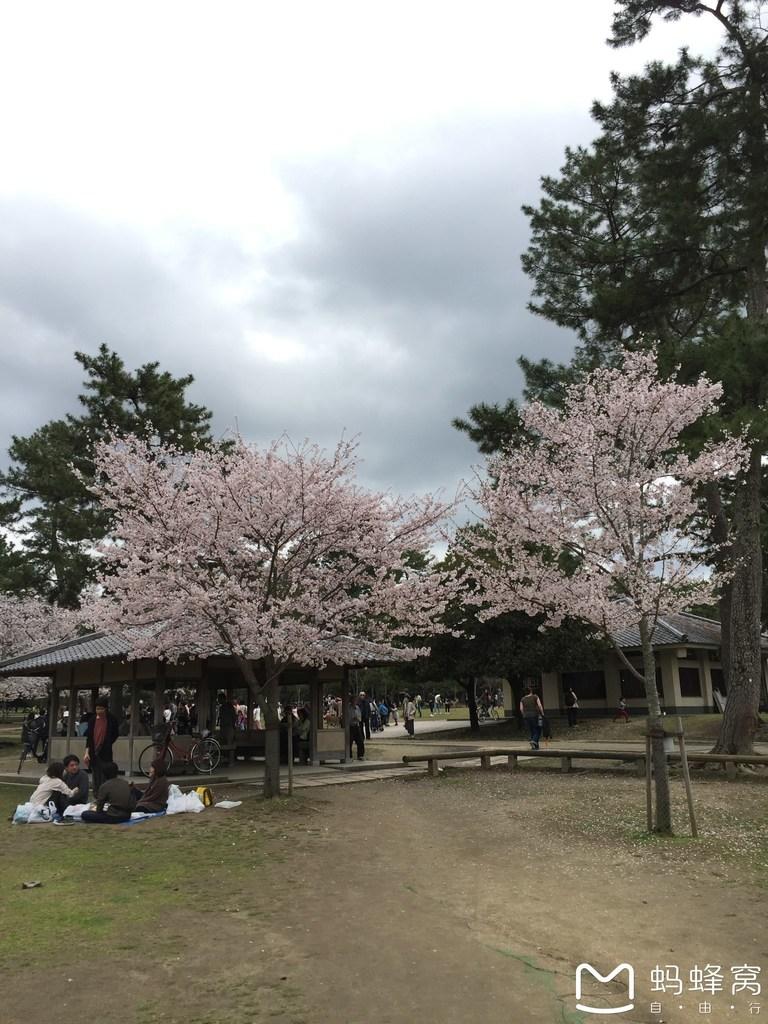 怎么从大阪到奈良 奈良大阪的樱花开了吗