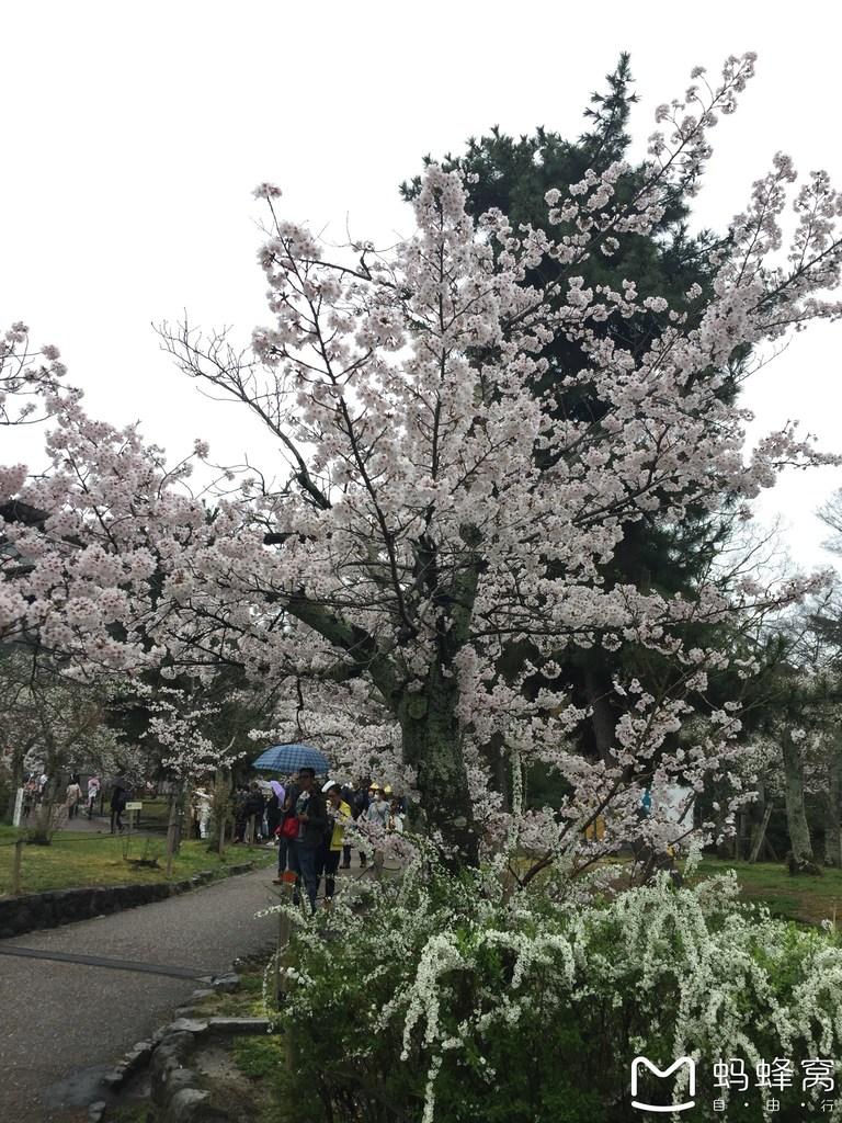 怎么从大阪到奈良 奈良大阪的樱花开了吗