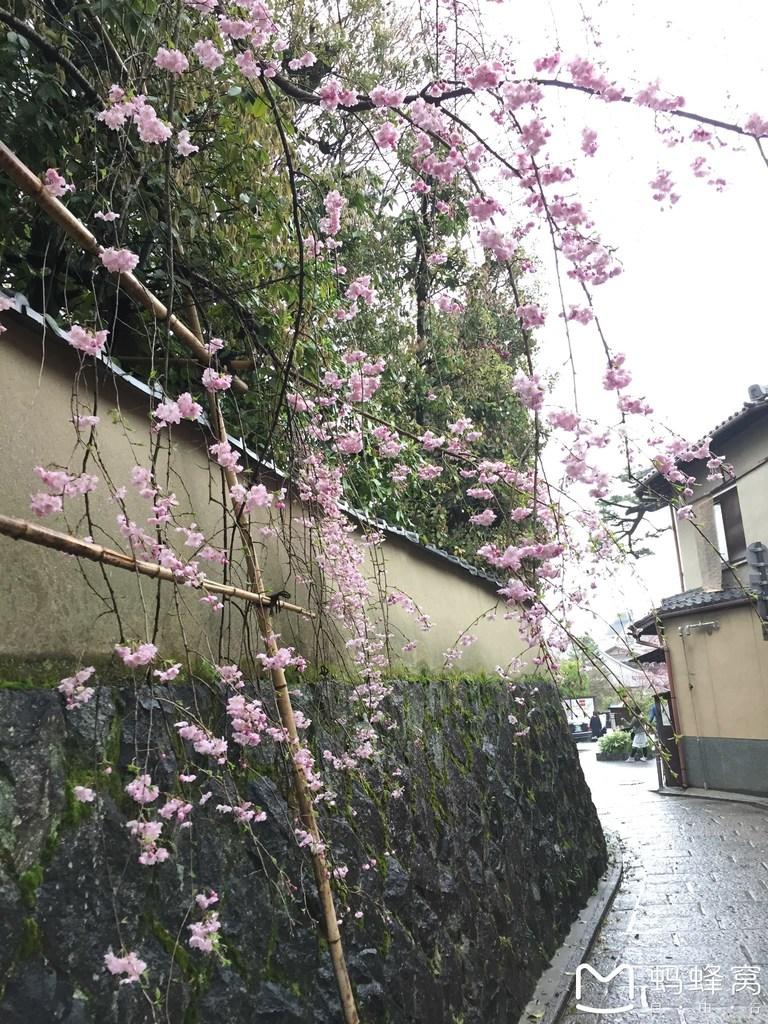 怎么從大阪到奈良 奈良大阪的櫻花開了嗎