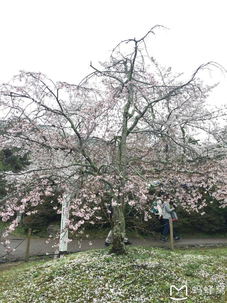 怎么从大阪到奈良 奈良大阪的樱花开了吗