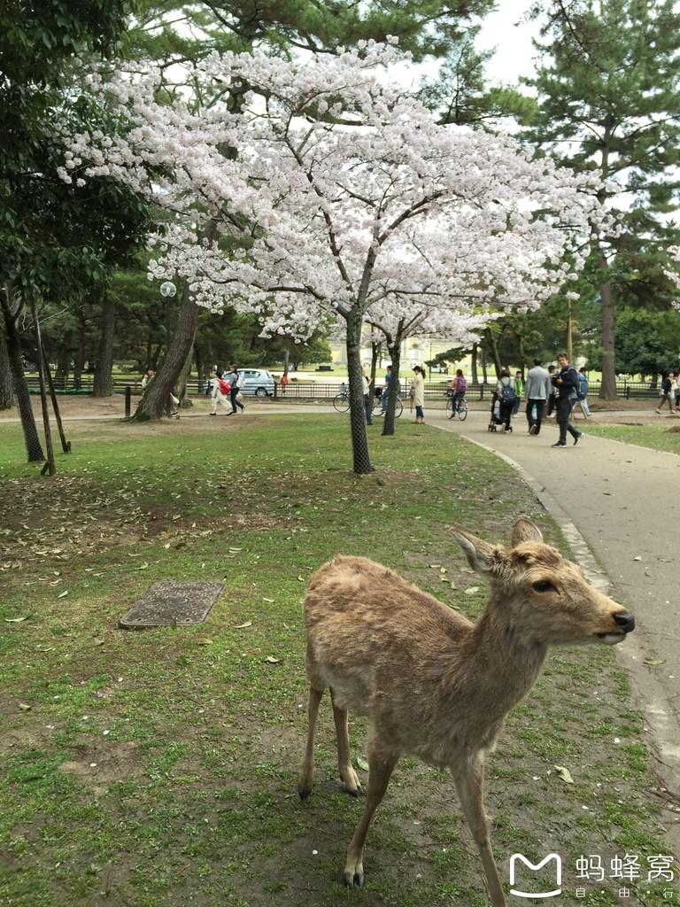 怎么从大阪到奈良 奈良大阪的樱花开了吗