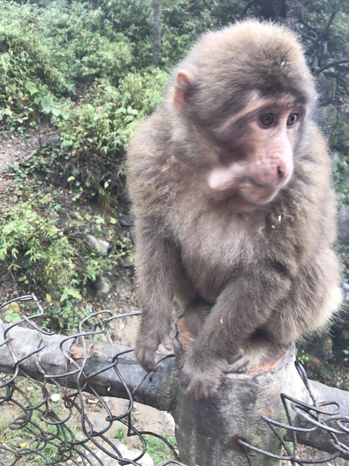 峨眉山有什么景點 峨眉山有什么好吃的