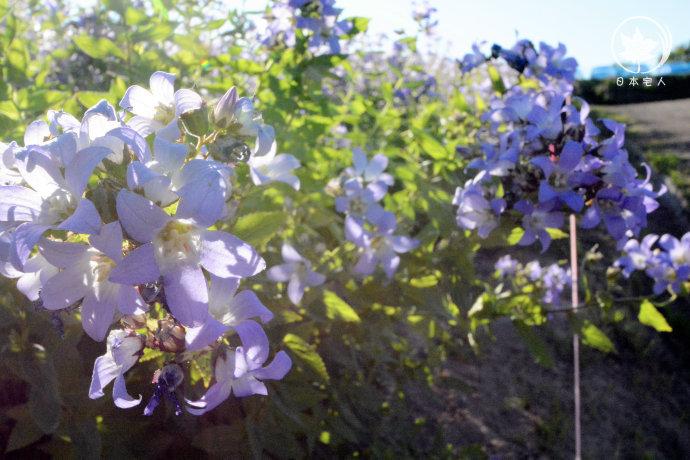 北海道亲子游攻略夏季