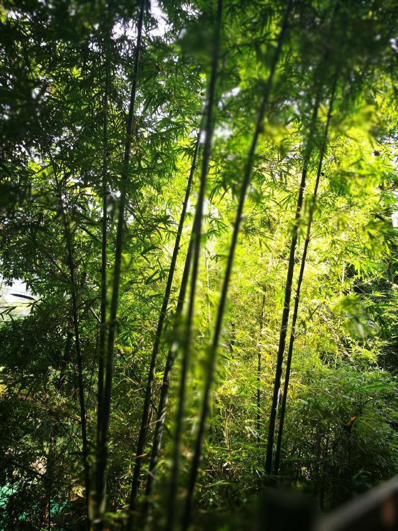 從化有什么旅游景點 從化有什么好玩的