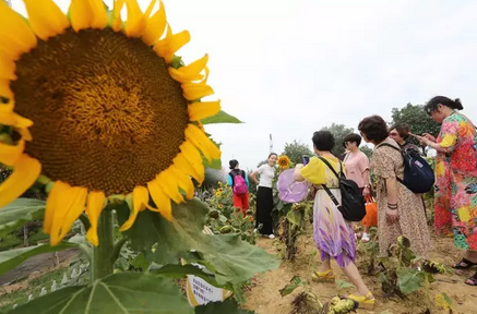 武漢紫薇都市田園一日游 武漢紫薇都市田園攻略