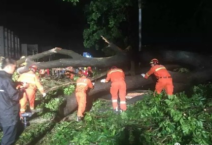 台风天鸽的威力有多大  台风天鸽造成伤亡人数达到多少