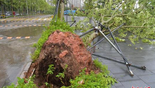 台风天鸽的威力有多大  台风天鸽造成伤亡人数达到多少