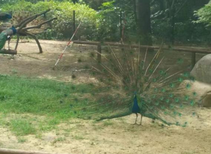 上海動物園門票價格是多少  上海動物園好玩嗎