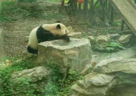 上海動物園門票價格是多少  上海動物園好玩嗎