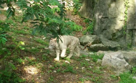 上海動物園門票價格是多少  上海動物園好玩嗎