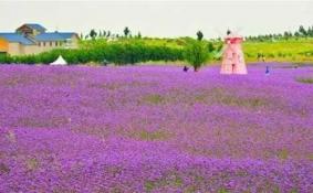 2017宁夏中国花卉博览会好看吗