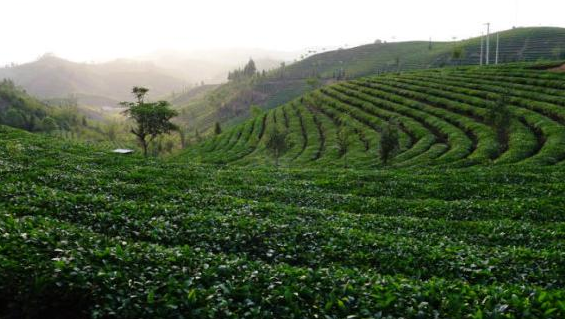 云南茶马古道-普洱在哪里  云南茶马古道有哪些好玩的地方