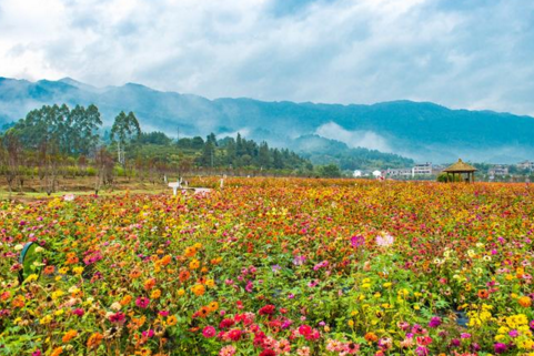 黃姚花海適合什么時候去  黃姚花海門票是多少