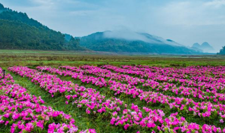 黃姚花海適合什么時候去  黃姚花海門票是多少