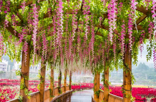 黃姚花海適合什么時候去  黃姚花海門票是多少