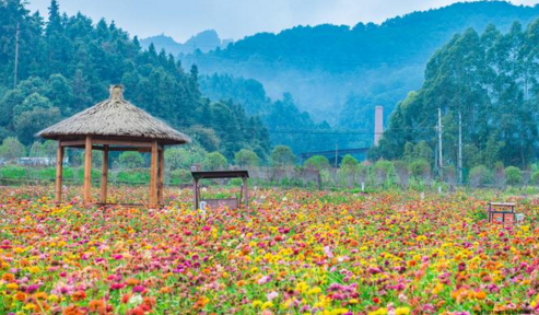 黃姚花海適合什么時候去  黃姚花海門票是多少