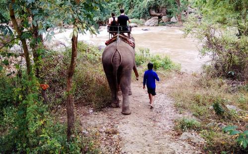 清迈旅行可以看见大象吗