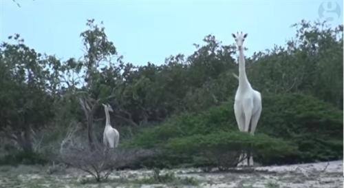肯尼亚发现白色长颈鹿是真的吗 为什么会有白色长颈鹿
