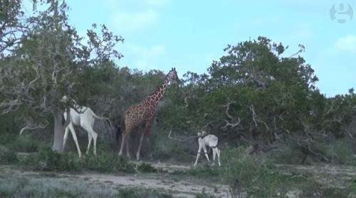 肯尼亚发现白色长颈鹿是真的吗 为什么会有白色长颈鹿
