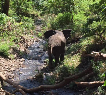 坦桑尼亚东非大草原safari旅游攻略