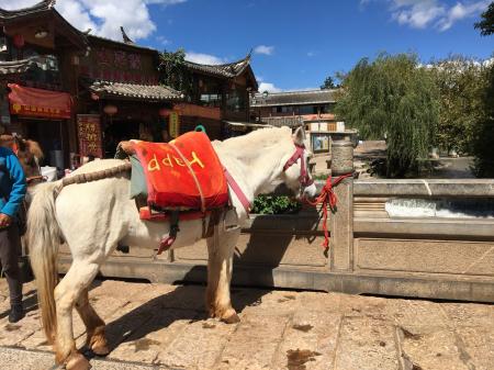 束河古镇要门票吗