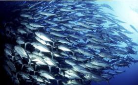 食用1.5斤深海鱼需要注意什么